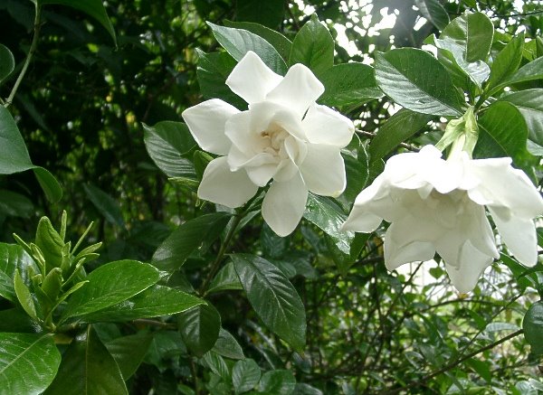 Epsom Salt, Gardenias and Roses | SECRETS of a SEED SCATTERER