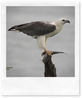 550px-White-bellied_Fish_Eagle