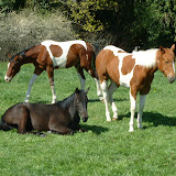 veulens2009 015.jpg