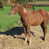 Cavalo7.jpg
