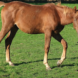 Cavalo12.jpg