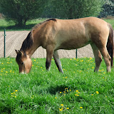 FinesseZomer2011.jpg