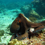 Cephalopods