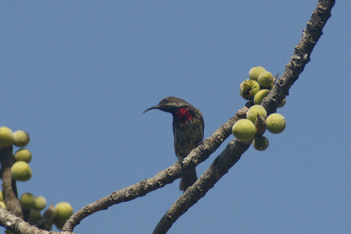 sunbird