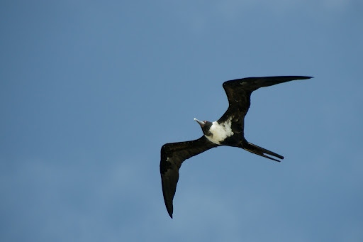 lesser