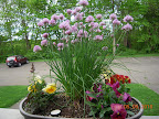 Chives in full bloom.