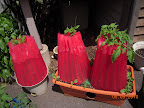 6 week razzleberry and buck's county, 8 week early girl tomatoes. Radishes, etc. around edges of growbox.