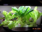 9 week mostly-KRC lettuce, well chomped this week, just transferred back to pro100 (less light).