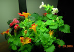 15 week mimulus, 5 week impatiens from cuttings.