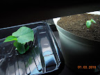 3 week cucino cukes