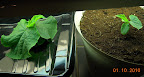 4 week cucino cukes. Still healthy, but not very warm.