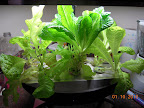 10 week mostly-KRC lettuce. Little Caesar romaine in the middle is starting to look like a palm tree. ;)