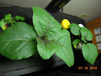 5/4 week bambino eggplant, finally taking off. And a peppermint.