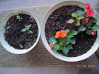 5 week snapdragons and a coleus, 6 week shady lady impatiens from cuttings.