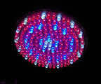 There are 3 white LEDs in center, and outermost ring has white. Maybe 18 each white and blue, 132 red?