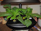 7/6 week bambino eggplant. Elder is honing its first bud. Pruned it a bit - one top leaf shaded half the AG, a bottom leaf had lesions.