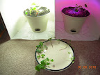 14 day greens, with thinnings