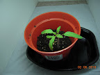 14 day CFL side tomato after thinning (was hard to choose one - very alike)