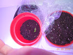 7 days LED side tomato - 1rst sprouted day 5, other two on day 7.