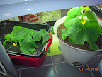 7 week cucino cukes - final group picture. Dishtub cuke vine collapse upon setting fruit. Potted still going strong.