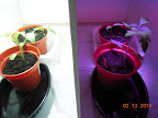21 days CFL vs LED tomatoes and peppers - last peppers finally germinated yesterday, but the latecomers look really sad.