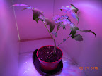 4 week LED jet star tomatoes, now with two lamps