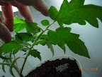 Tomato responded as hoped for upon adding 1 LED lamp - greener with fewer bottom-side purple freckles in less than a day.