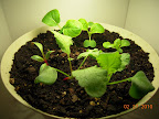13 day CFL side after thinning