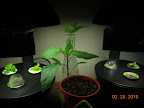 1 week greens, maybe 5 days flowers. 5 week carmen pepper in center, new pineapple sage cuttings behind it.