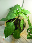7 week carmen pepper, thriving, lots of buds