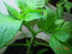 7 week carmen pepper budding