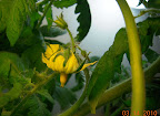 7 week jet star tomato, first flowers open a few days ago