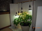 7 week carmen pepper & jet star tomato, jet star just moved to  final pot