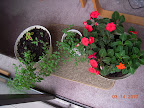 snapdragons, a coleus, mint, big impatiens from cuttings, small from thinning this year's seedlings