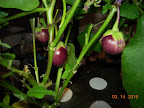 14 week eggs (harvested that night).