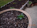 Pansy planted out a week ago. Overwintered pansies in background - battered, but beginning to flower again.