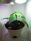 6 week once-LED carmen pepper, back with an LED and 15W 6500K CFL, in pot now.