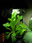 5 week bibb and tom thumb, 3.5 week romaine - much eaten