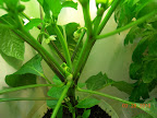 9 week carmen pepper - flowering, but not yet holding onto set fruit.