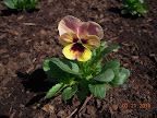 My first pansy bloom from seed this season. :)