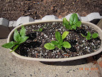 Spinaches transplanted out a month ago - haven't gotten very far.
