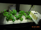 2 week bibb lettuce, tomato/pepper starting block with some stragglers left.