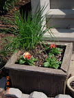 Terra cotta flambe pansies - just started blooming today. (With perennial chives.)