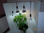 9.5 week carmen pepper got bigger pot and 80W CFLs (various Kelvin) to itself - tomato evicted.