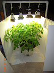 9.5 week tomato needed lights raised - first day in new pen-inside-PVC-rack, 108W combined CFLs to itself (various Kelvins).