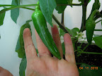 11 week carmen pepper, biggest fruit. Aside from the three in this picture, the rest seem to still be dropping.