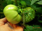 11 week Jet star biggest fruits. Please turn red now.
