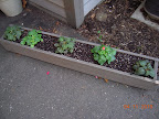 Impatiens seem happy, visibly bigger this week, and starting to bloom.