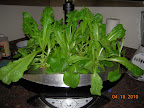 4 weeks bibb lettuce - munching mode.