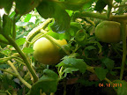 12 week jet star tomato - biggest 2 fruit to left, still no red